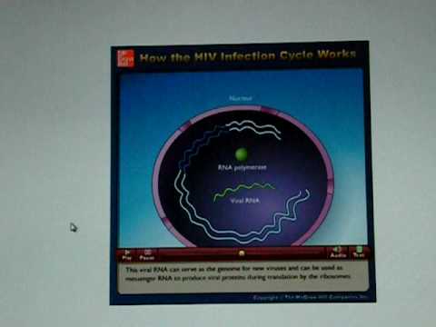 HIV Infection Cycle