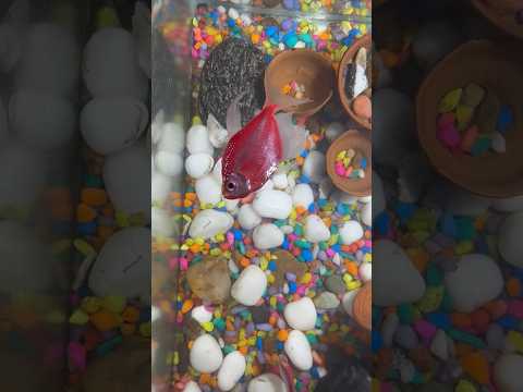 Fish Disease | Fish is going to Die #tetrafish #fish #ytshorts