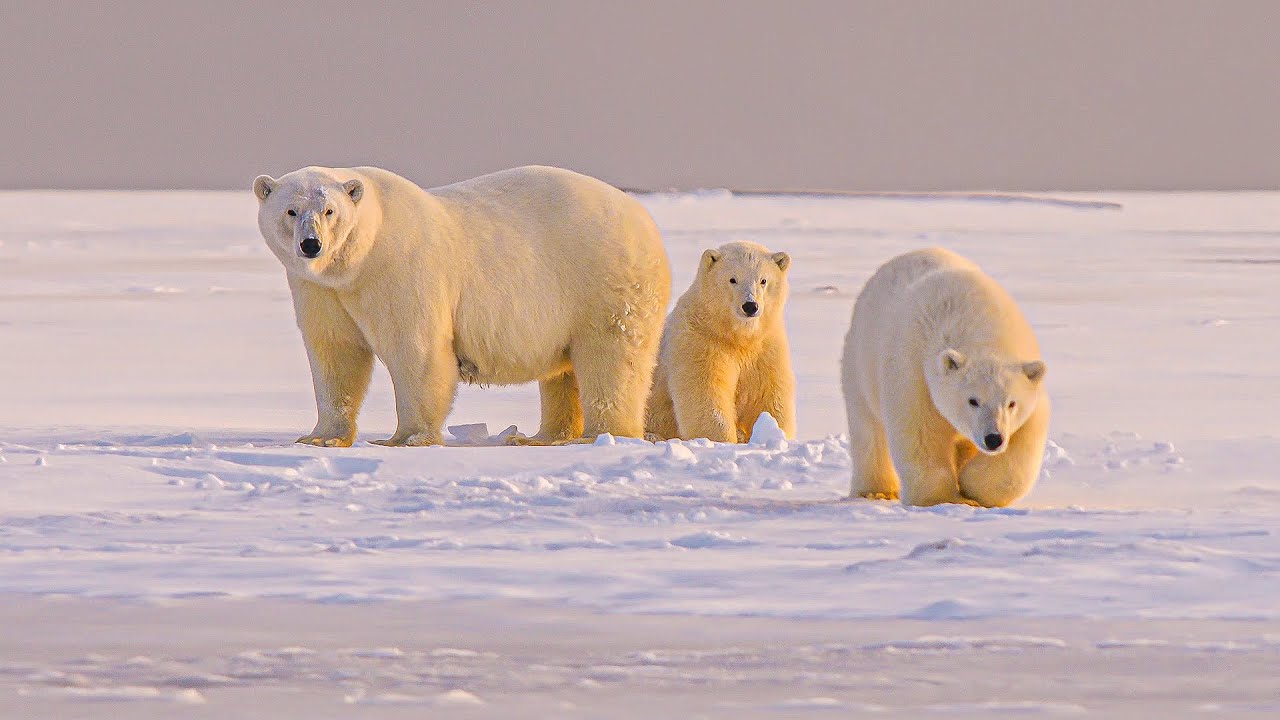The Untold Stories Of Artic Wildlife | Our World