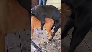 Download lagu All Natural Boerboel Mastiff Breeding Successful #shorts #mastiff #boerboels mp3