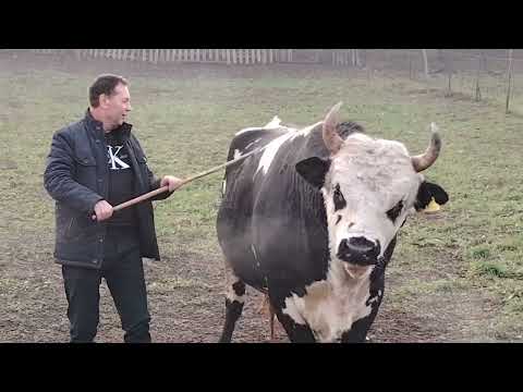 Na farmi Mustafe Čosića iz Kaknja
