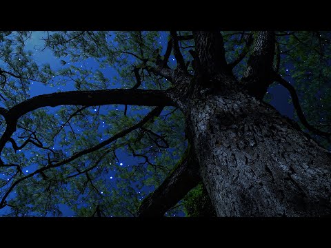 Crickets & Owl Under the Starry Night | Gentle Wind Through the Trees for Deep Sleep & Relaxation