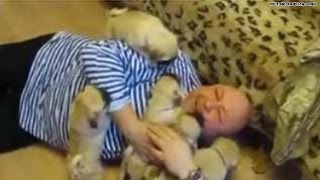 The cutest video: Pug pups ATTACK man with love:)