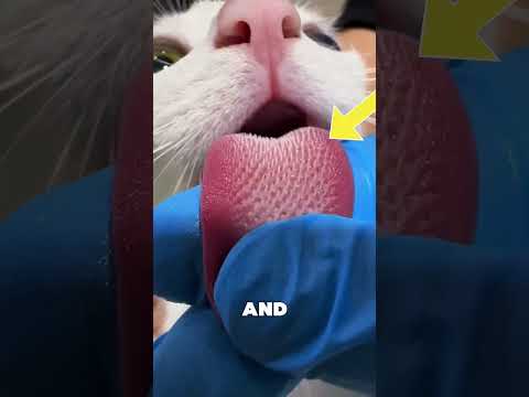 How Cat Tongue Spikes Work