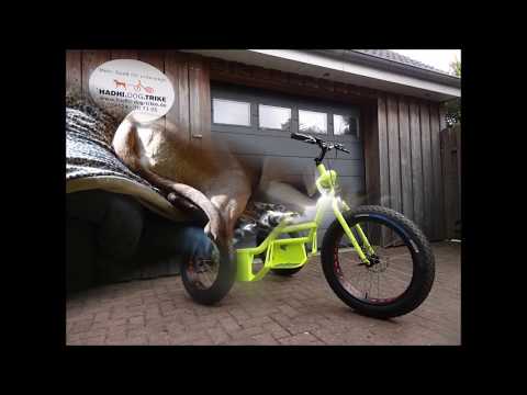 11 Jahre Hadhi dog Trike