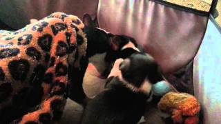Playing puppies