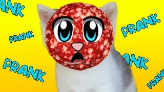 СМЕШНЫЕ ПРИКОЛЫ над КОТАМИ ! КОТ МАЛЫШ КОШЕЧКА МУРКА РАЗЫГРАНЫ !