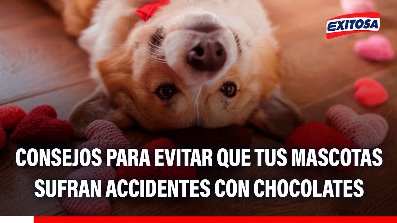 🔴🔵 San Valentín: Consejos para evitar que tus mascotas sufran accidentes con chocolates