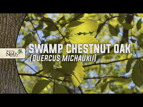 スワンプオーク 植物