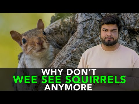 Why Don't We See Squirrels Anymore | Anuj Ramatri - An EcoFreak
