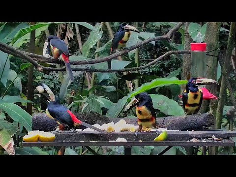 Collared Aracaris Swallow Bananas At The Panama Fruit Feeder –  Jan. 16, 2025