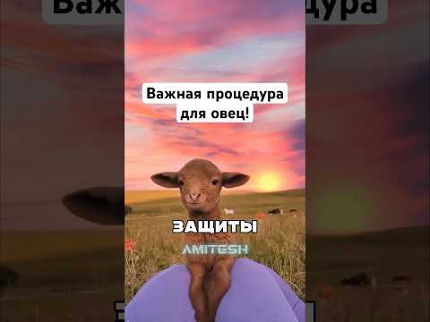 Важная процедура для овец! #амитеш #факты