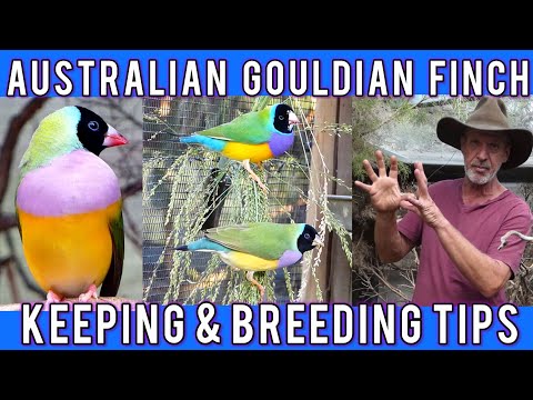 Australian Gouldian Finch: Micks breeding & keeping advice.