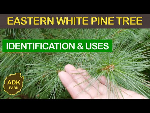 image-Why do pine trees shed their needles?