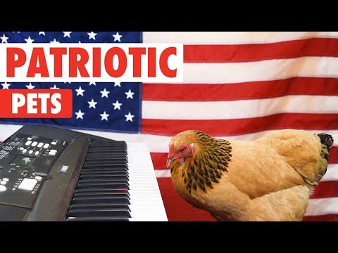 Patriotic pets