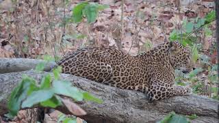 preview picture of video 'Leopard of Pilibhit Tiger Reserve'