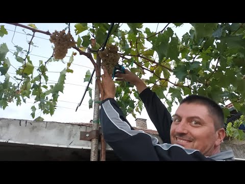 , title : '4 quick ways to form and grow a vine on a pergola and arbor to produce grapes in the second year.'