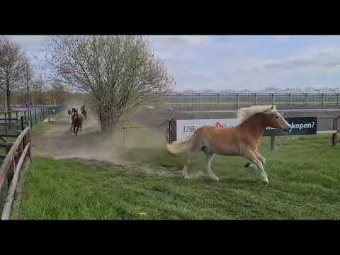 Hippisch Centrum Nootdorp weideseizoen2021