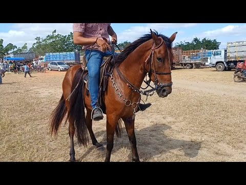 FEIRA DE CAVALOS DE CAMPO GRANDE-AL 08/11/2025 #nordeste 