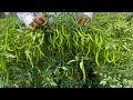 Organik Chile Farming