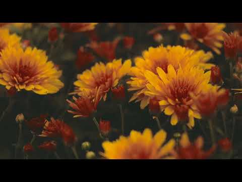 Beautiful flowers with nature relax music.clam ,piono