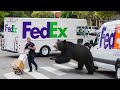 Delivery Drivers Vs Animals When Things Go Wrong