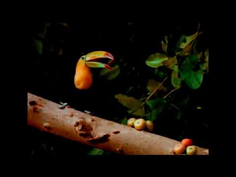 Combo L - Rain forest by Pavel Kušnír Namaskar Hotab