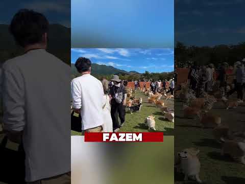 Como descobrir se teu cachorro te ama  #lunatico