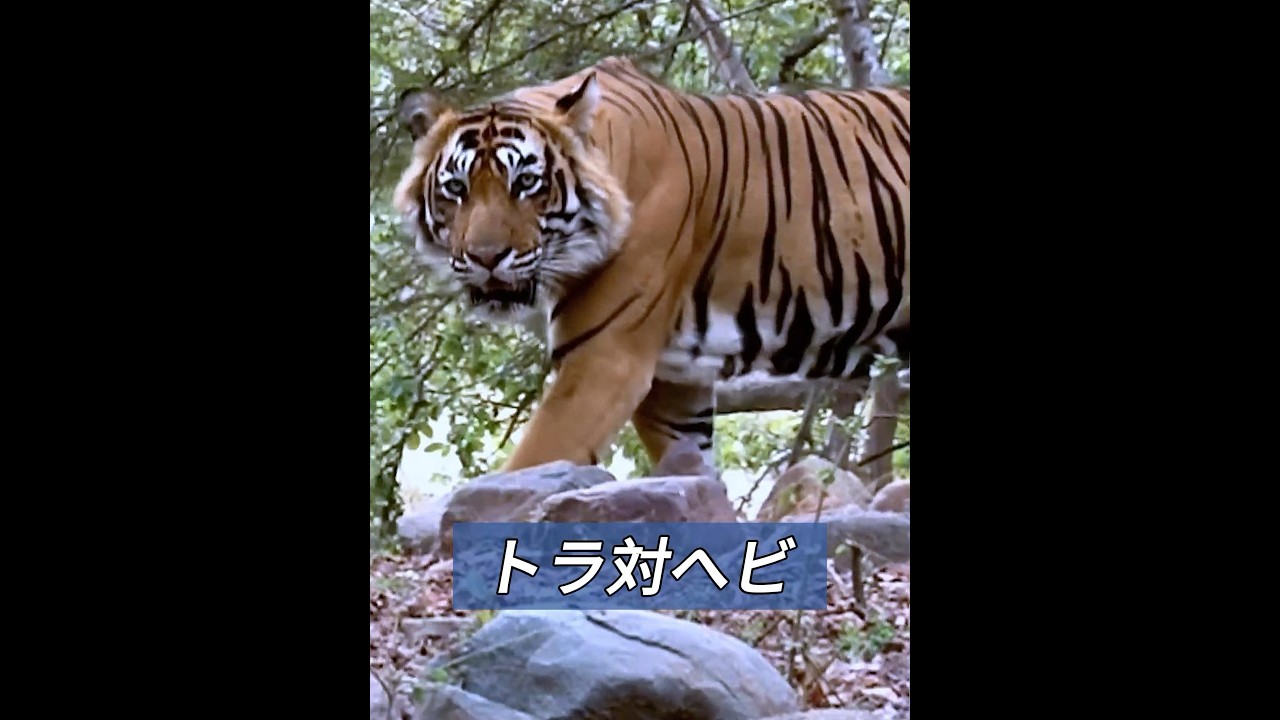 トラとニシキヘビが戦ったら、どちらが勝つだろうか？ #animals #動物プロダクション