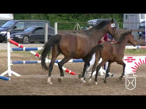 RD118 Stutfohlen von Unikato   Paramount   Lord