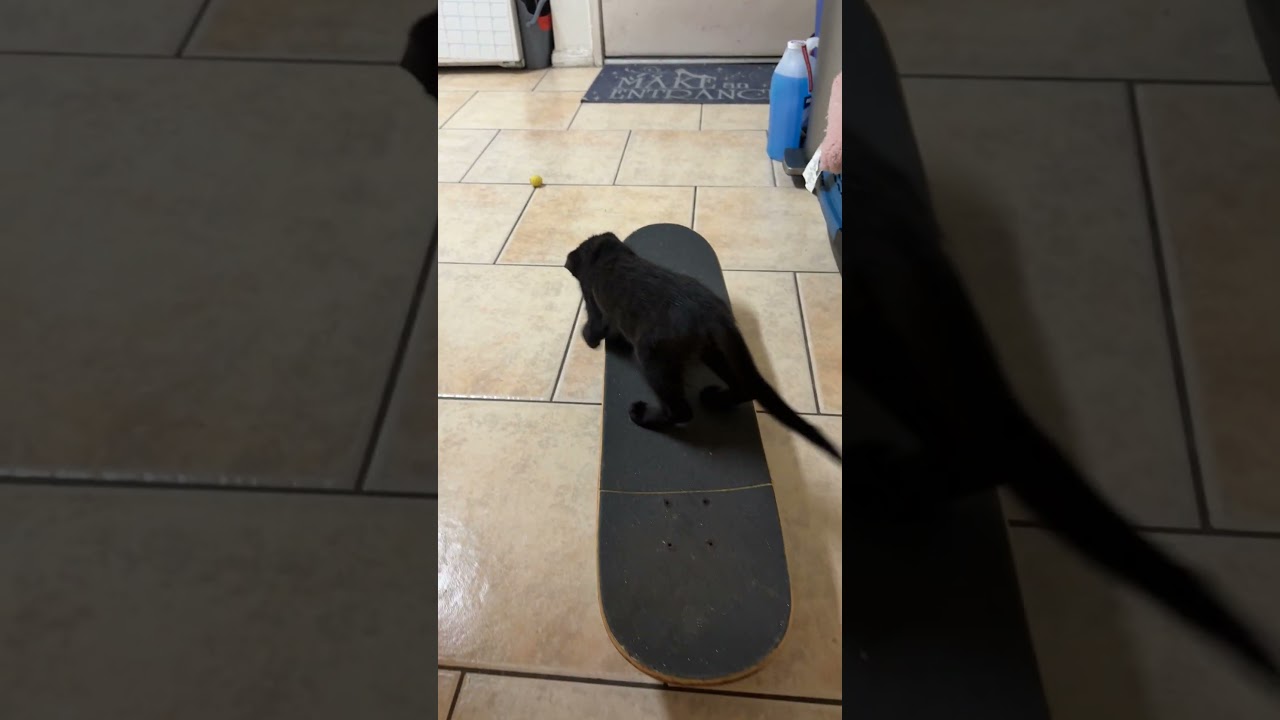 Enlarge Cosmo, a Adoptable mixed breed in Agoura Hills, CA video 6/6