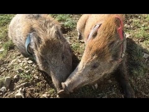 (HD) Terra Xpress - Der Förster und das Stubenschwein: Packende und anrührende Tier-Rett
