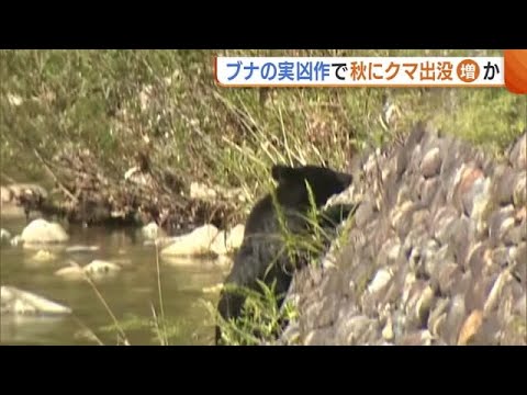 秋にはブナの実が豊作になります