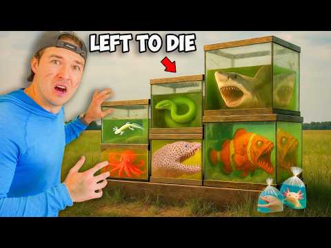 Buying Abandoned Sea Creatures and Transforming Their Home!