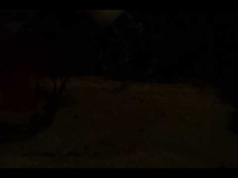 Coridoras con 4 dias en acuario (noche)