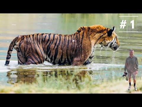 Tadobaba National Park aka Tiger Country. India Diaries, Episode 1.