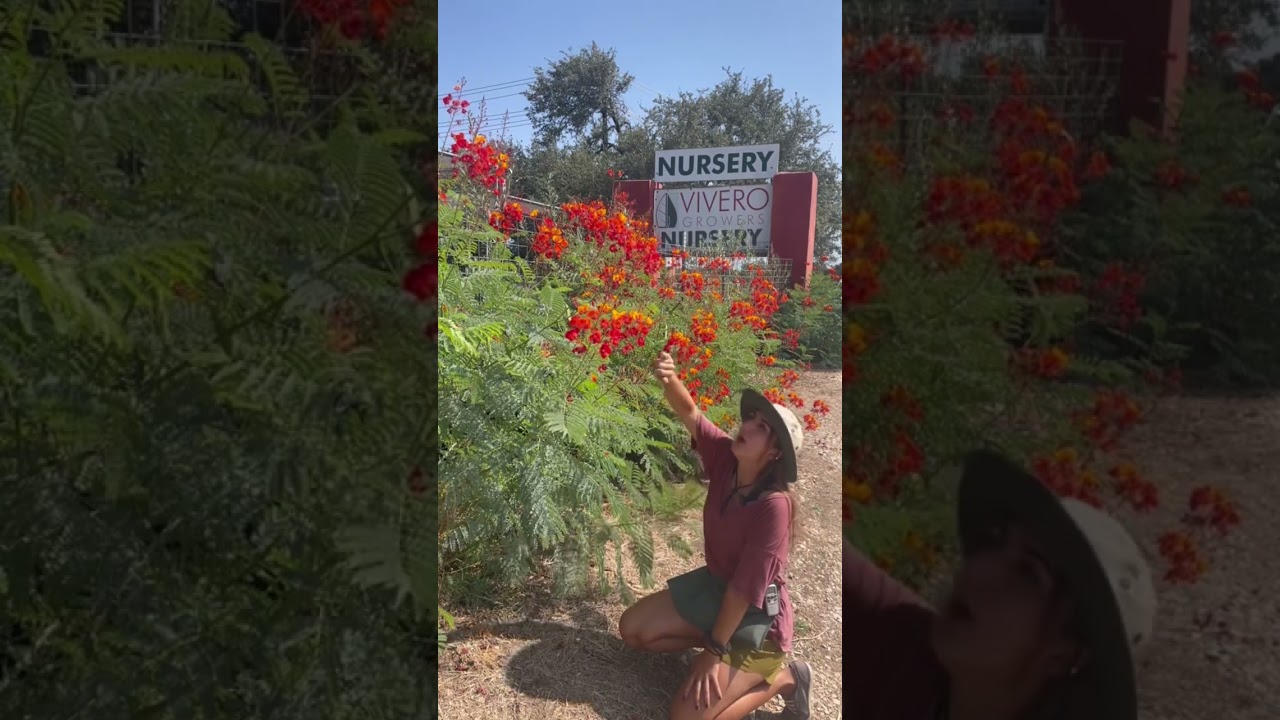 Pride of Barbados Drought tolerant heat loving red and orange blooms in Austin Tx