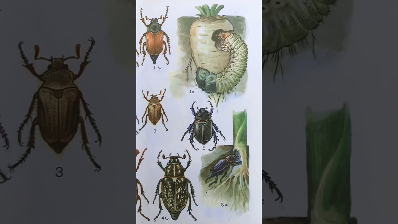 Atlas of Insects Pests of Agricultural Field Crops in Ukraine. 24.05.2023.