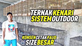 Download lagu CANARY BREEDERS‼️Successfully producing LARGE SIZE PAUD with OUTDOOR system... mp3