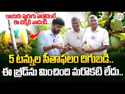 సీతాఫలం తోటను ఎలా సాగు చెయ్యాలి..? | Custard Apple Farm In Telugu | SumanTV Rythu