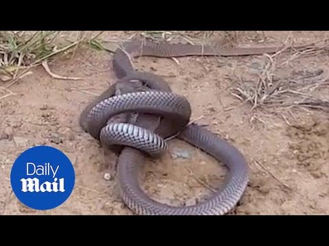 Two venomous Cobras are fighting to the death