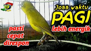 Download lagu Ciak Ciak Joss Kecial Kuning Pagi Hari Bikin Kecial Kuning Malas Bunyi Cepat Joss Gacor mp3