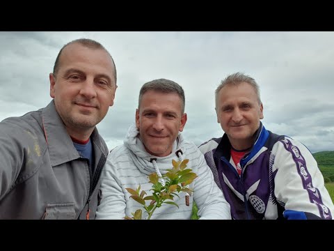 PRVA ZASAĐENA AFRIČKA ŠLJIVA U BUČIĆIMA