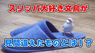 ３種類のスリッパで迷うシルバー文鳥リーフ