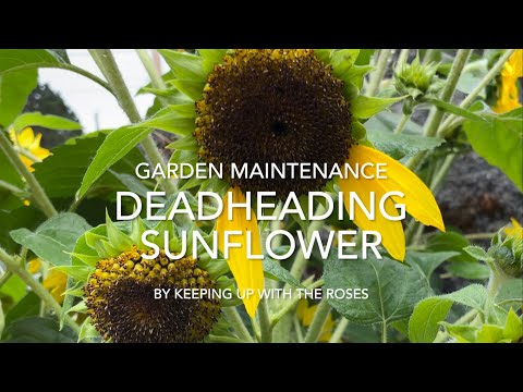 Deadheading Sunflowers – Garden Maintenance