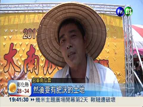 跟人一樣高! 最大南瓜重731台斤