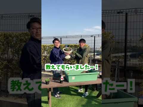  10月末までペチュニアの開花を促進して鑑賞するにはどうすればよいですか？  庭園