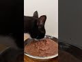 Cute Tuxedo Cat Eating Dinner