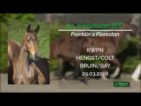24 Napoleon (ET) (Franklin x Florestan)