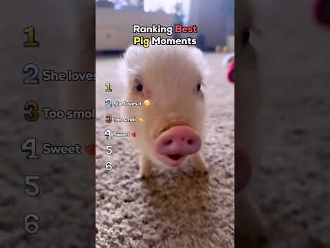Ranking Best Pig Moments
